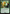 Gysahl Greens [FINAL FANTASY] - Magic: The Gathering - Card Brawlers | Quebec | Canada |