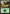 Forest (268) [Secret Lair: From Cute to Brute] - Magic: The Gathering - Card Brawlers | Quebec | Canada |
