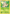 Shroomish (6/111) [XY: Furious Fists] - Pokémon - Card Brawlers | Quebec | Canada |