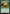 Sazh's Chocobo [FINAL FANTASY] - Magic: The Gathering - Card Brawlers | Quebec | Canada |