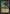 Basal Thrull (Christopher Rush) [Fallen Empires] - Magic: The Gathering - Card Brawlers | Quebec | Canada |