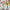 LEGO - Botanicals - Cosmos Flowers - Building Kit - 11514
