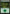 Forest (277) [Core Set 2019] - Magic: The Gathering - Card Brawlers | Quebec | Canada |