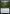 Wall of Vines [Jumpstart] - Magic: The Gathering - Card Brawlers | Quebec | Canada |