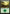 Forest (101) [Archenemy: Nicol Bolas] - Magic: The Gathering - Card Brawlers | Quebec | Canada |