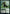 Beanstalk Giant // Fertile Footsteps [Commander Legends: Battle for Baldur's Gate] - Magic: The Gathering - Card Brawlers | Quebec | Canada |