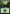 Forest (269) [Magic Origins] - Magic: The Gathering - Card Brawlers | Quebec | Canada |