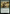 Honored Dreyleader [Bloomburrow] - Magic: The Gathering - Card Brawlers | Quebec | Canada |