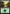 Forest (349) [Commander 2016] - Magic: The Gathering - Card Brawlers | Quebec | Canada |