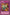 D. Tribu [PGD-102] Commune 