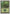 Forest (180) [Portal Three Kingdoms] - Magic: The Gathering - Card Brawlers | Quebec | Canada |
