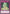 Spiritual Wind Art - Miyabi [SDCH-EN033] Common - Yu-Gi-Oh! - Card Brawlers | Quebec | Canada |