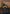 Shadowborn Apostle (Borderless) (684) [Secret Lair Drop Promos] - Magic: The Gathering - Card Brawlers | Quebec | Canada |