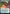 Lae'zel's Acrobatics [Commander Legends: Battle for Baldur's Gate Prerelease Promos] - Magic: The Gathering - Card Brawlers | Quebec | Canada |