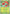Applin (009/131) (Poke Ball Pattern) [Scarlet & Violet: Prismatic Evolutions] - Pokémon - Card Brawlers | Quebec | Canada |