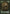 Wolf Token [Shadowmoor Tokens] - Magic: The Gathering - Card Brawlers | Quebec | Canada |