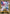 Carte Field Center : Evil Twin (Back to Duel avril 2022) Promo 