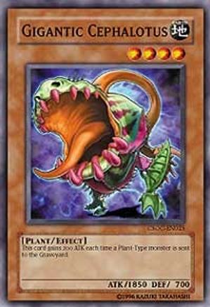 Gigantic Cephalotus [CSOC-EN025] Common - Yu-Gi-Oh! - Card Brawlers | Quebec | Canada |
