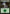 Forest (32) [Duel Decks: Nissa vs. Ob Nixilis] - Magic: The Gathering - Card Brawlers | Quebec | Canada |