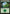 Forest (350) [Commander 2016] - Magic: The Gathering - Card Brawlers | Quebec | Canada |