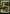Forest (0854) (Surge Foil) [Fallout] - Magic: The Gathering - Card Brawlers | Quebec | Canada |