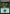 Forest (277) [Core Set 2020] - Magic: The Gathering - Card Brawlers | Quebec | Canada |