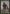 Dungrove Elder (Extended Art) [Magic 2012 Promos] - Magic: The Gathering - Card Brawlers | Quebec | Canada |