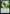 Search for Tomorrow [Time Spiral Remastered] - Magic: The Gathering - Card Brawlers | Quebec | Canada |