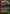 Radha, Coalition Warlord (Showcase) [Dominaria United] - Magic: The Gathering - Card Brawlers | Quebec | Canada |