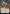 Compulsive Research (Japanese) [Strixhaven: School of Mages Mystical Archive] - Magic: The Gathering - Card Brawlers | Quebec | Canada |