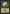 Forest (451) (Retro) [Commander Masters] - Magic: The Gathering - Card Brawlers | Quebec | Canada |