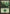 Forest (274) [Return to Ravnica] - Magic: The Gathering - Card Brawlers | Quebec | Canada |