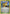 Champions Festival (XY91) (2015 Top Thirty-Two) [XY: Black Star Promos] - Pokémon - Card Brawlers | Quebec | Canada |