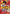 Monkey.D.Luffy (Super Pre-Release) [Winner] (P-001) - One Piece Promotion Cards Foil