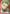 Roronoa Zoro (001) (Parallel) (OP01-001) - Romance Dawn Foil