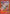 Field Center Token: Darkwing Blast Premiere! Event () Promo