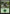 Forest (272) [Magic Origins] - Magic: The Gathering - Card Brawlers | Quebec | Canada |