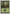 Forest (103) [Battle Royale] - Magic: The Gathering - Card Brawlers | Quebec | Canada |