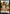 Human // Beast Double-Sided Token [Challenger Decks 2021 Tokens] - Magic: The Gathering - Card Brawlers | Quebec | Canada |