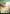 Nicol Bolas, the Ravager // Nicol Bolas, the Arisen (Borderless) [Secret Lair: From Cute to Brute] - Magic: The Gathering - Card Brawlers | Quebec | Canada |