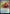 Wedding Announcement // Wedding Festivity [Innistrad: Crimson Vow Prerelease Promos] - Magic: The Gathering - Card Brawlers | Quebec | Canada |
