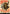 Last March of the Ents (Borderless Poster) (Serialized) [The Lord of the Rings: Tales of Middle-Earth] - Magic: The Gathering - Card Brawlers | Quebec | Canada |