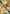 Zapdos ex (049) (Jumbo Card) [Scarlet & Violet: Black Star Promos]