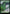 Forest // Forest [Jurassic World Collection] - Magic: The Gathering - Card Brawlers | Quebec | Canada |