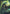 Contest of Claws Art Card (Gold-Stamped Signature) [The Lost Caverns of Ixalan Art Series] - Magic: The Gathering - Card Brawlers | Quebec | Canada |