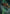 Tendril of the Mycotyrant Art Card [The Lost Caverns of Ixalan Art Series] - Magic: The Gathering - Card Brawlers | Quebec | Canada |