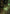 The Mycotyrant Art Card [The Lost Caverns of Ixalan Art Series] - Magic: The Gathering - Card Brawlers | Quebec | Canada |