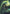 Contest of Claws Art Card [The Lost Caverns of Ixalan Art Series] - Magic: The Gathering - Card Brawlers | Quebec | Canada |