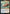 The Belligerent [The Lost Caverns of Ixalan Prerelease Cards] - Magic: The Gathering - Card Brawlers | Quebec | Canada |