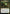 The Mycotyrant (Promo Pack) [The Lost Caverns of Ixalan Promos] - Magic: The Gathering - Card Brawlers | Quebec | Canada |